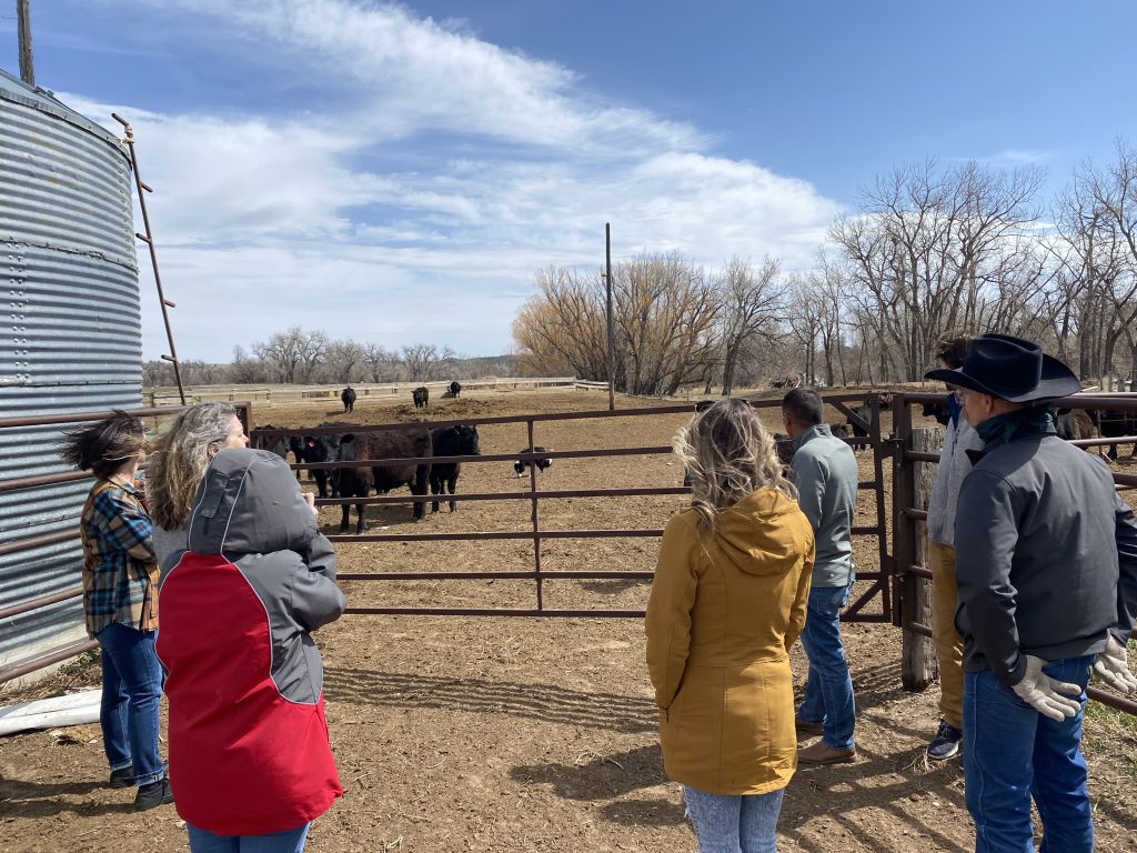 Ag Day, Jennings Ranch cattle